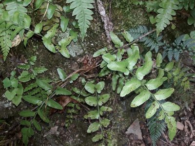 Asplenium lyallii, photographed by naturewatchwidow
