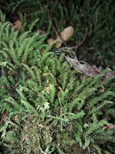 Hymenodontopsis mnioides, photographed by naturewatchwidow