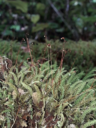 Hymenodontopsis mnioides, photographed by naturewatchwidow