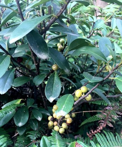 Embelia laeta, photographed by Yj