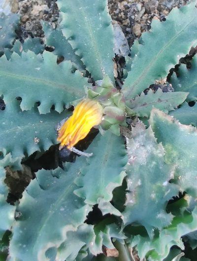 Reichardia ligulata, photographed by drtimk