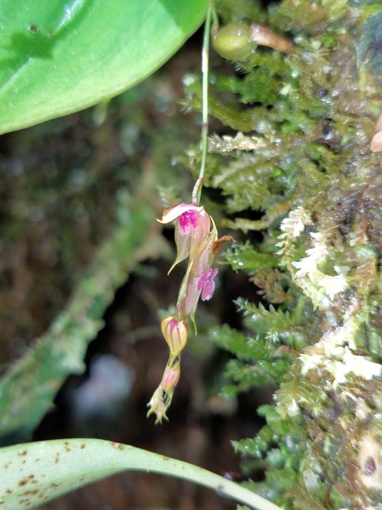 Lepanthes jardinensis, photographed by Daniel Mesa
