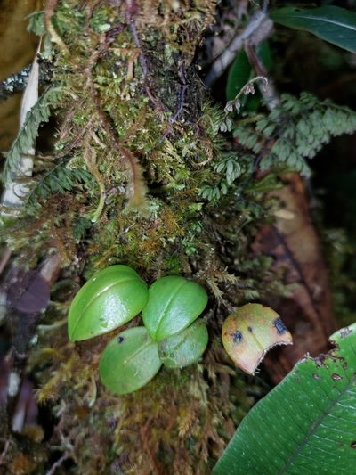 Lepanthes dunstervilleorum, photographed by Daniel Mesa