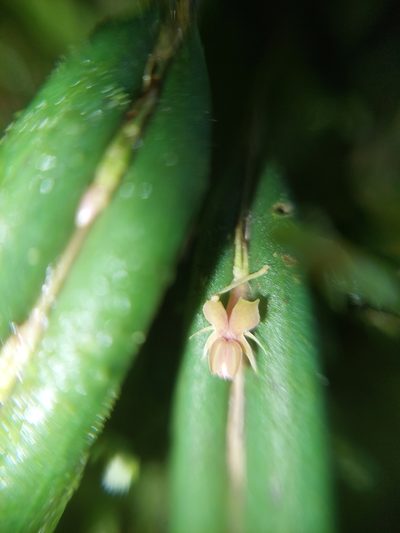 Lepanthes mucronata, photographed by Daniel Mesa