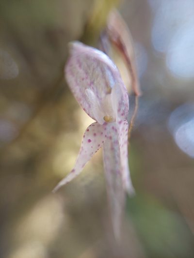 Pleurothallis pulvinaris, photographed by Daniel Mesa