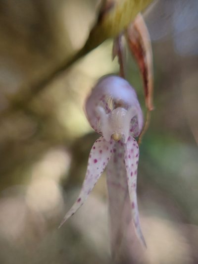 Pleurothallis pulvinaris, photographed by Daniel Mesa