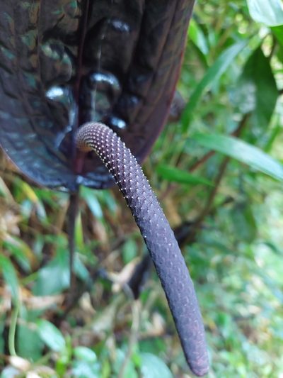 Anthurium caramantae, photographed by Daniel Mesa