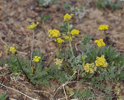 Lomatium austiniae, photographed by Steve Matson