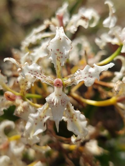 Cyrtochilum sodiroi, photographed by Daniel Mesa