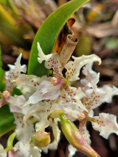 Cyrtochilum sodiroi, photographed by Daniel Mesa