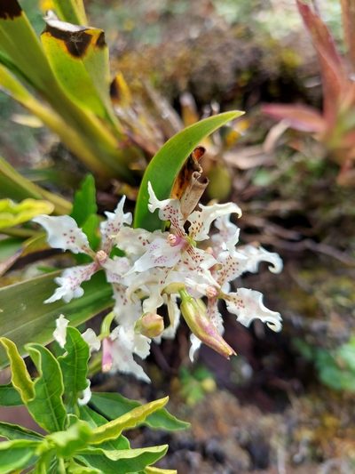 Cyrtochilum sodiroi, photographed by Daniel Mesa