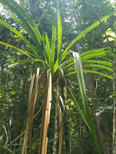 Benstonea monticola, photographed by Daniel Montesinos