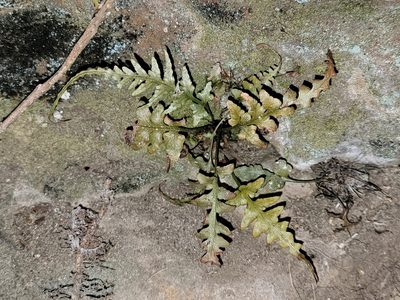 Asplenium pinnatifidum, photographed by Elias