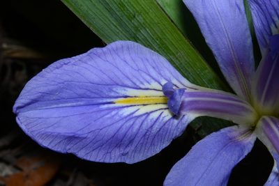 Iris brevicaulis, photographed by Brian Finzel