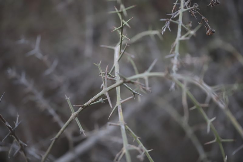 Colletia spinosissima, photographed by Steven Bodzin