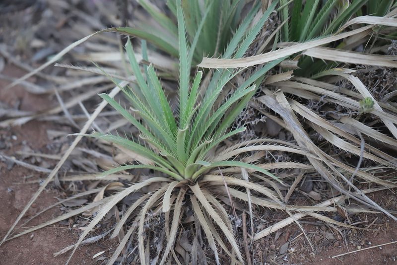 Eryngium paniculatum, photographed by Steven Bodzin
