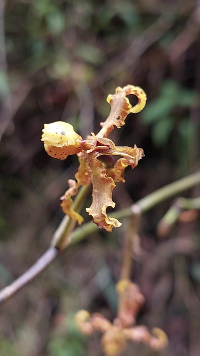 Cyrtochilum divaricatum, photographed by Daniel Mesa