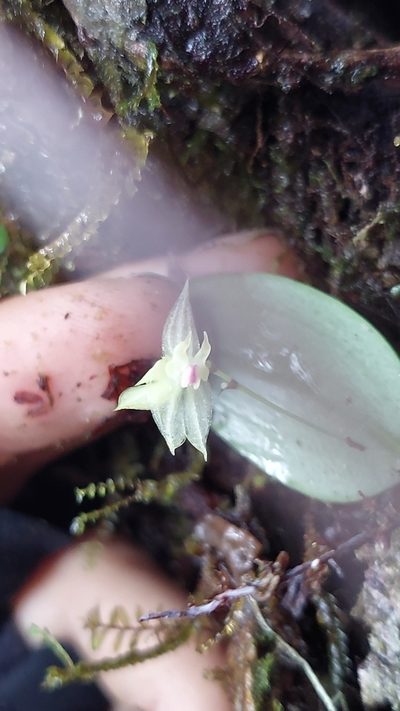 Lepanthes dunstervilleorum, photographed by Daniel Mesa