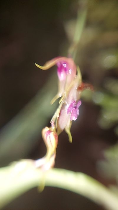 Lepanthes jardinensis, photographed by Daniel Mesa