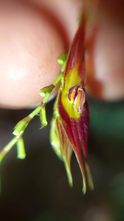 Lepanthes rhombipetala, photographed by Daniel Mesa
