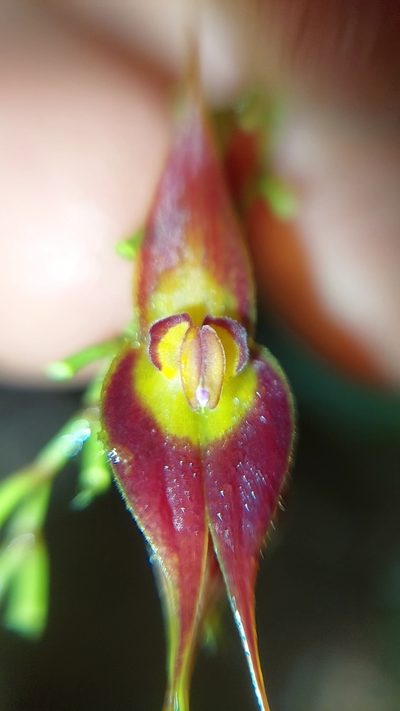 Lepanthes rhombipetala, photographed by Daniel Mesa