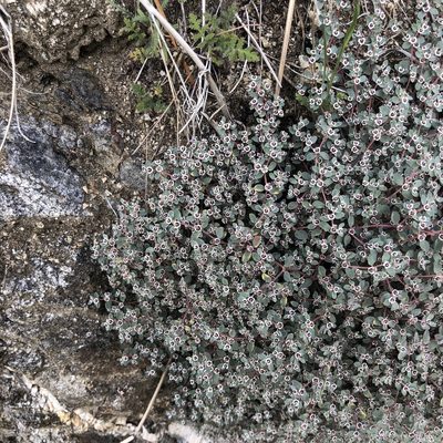 Euphorbia melanadenia, photographed by Annelisa Stephan