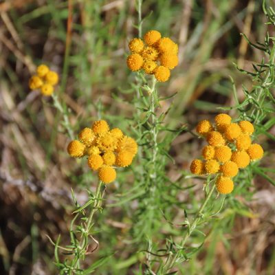 Chrysocephalum semipapposum, photographed by Elspeth Swan
