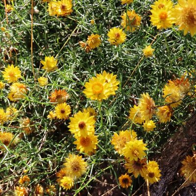 Xerochrysum viscosum, photographed by Elspeth Swan