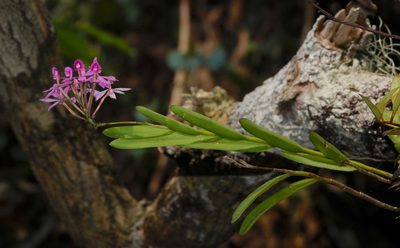 Epidendrum flexuosum, photographed by desertnaturalist