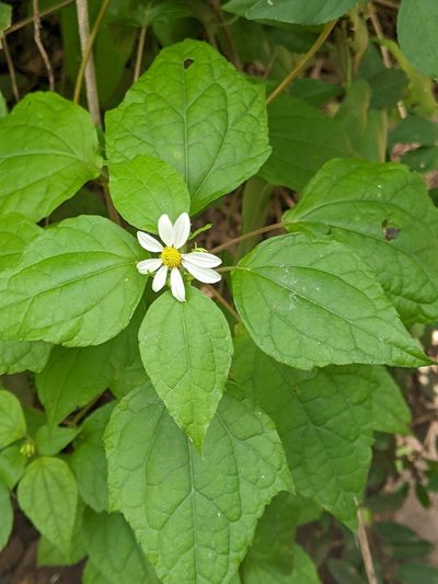 Montanoa atriplicifolia, photographed by JCorven