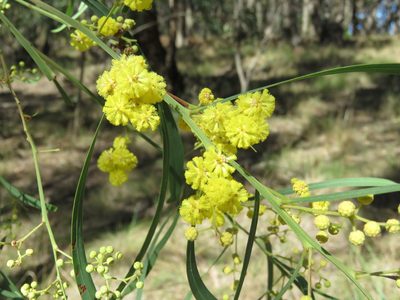 Acacia provincialis, photographed by Elspeth Swan