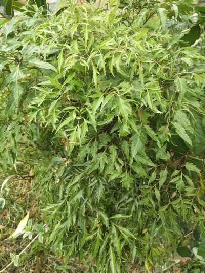 Polyscias fruticosa, photographed by Greg III Espera