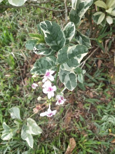 Pseuderanthemum maculatum, photographed by Greg III Espera