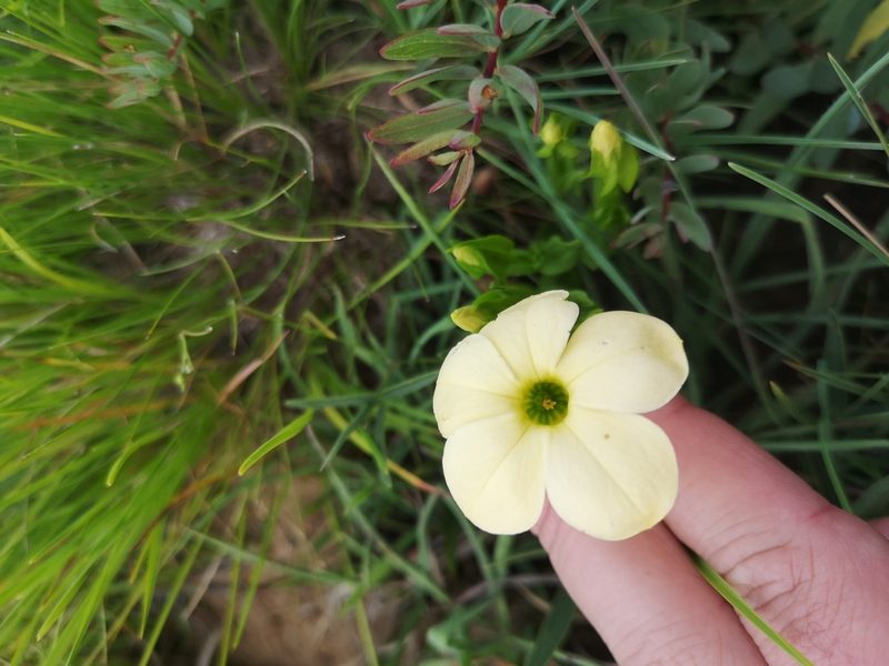 Exochaenium grande, photographed by Ricus Nel