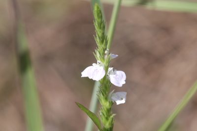 Justicia adscendens, photographed by Hugo Innes