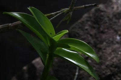 Dendrobium discolor, photographed by Hugo Innes