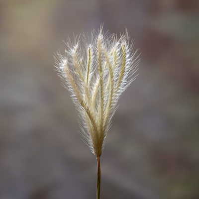 Chloris virgata, photographed by Kym Nicolson