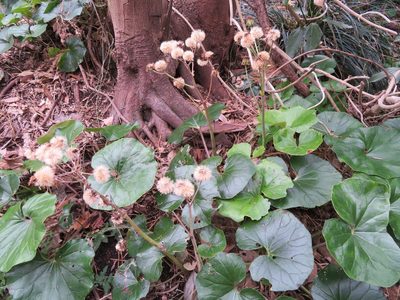 Farfugium japonicum, photographed by Marco Mussita