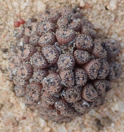 Conophytum comptonii, photographed by Peter Warren