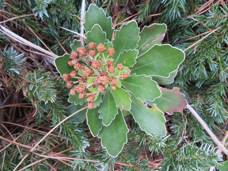 Ajania pacifica, photographed by Marco Mussita