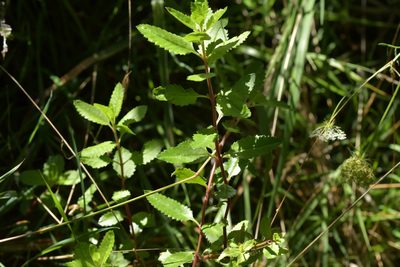 Haloragis erecta, photographed by Christopher Stephens