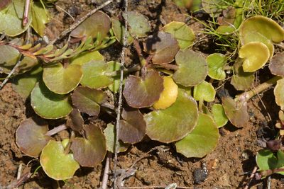 Centella uniflora, photographed by Christopher Stephens