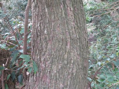 Castanopsis sieboldii, photographed by Marco Mussita