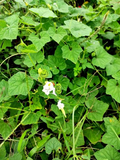 Trichosanthes costata, photographed by Abu Hamas