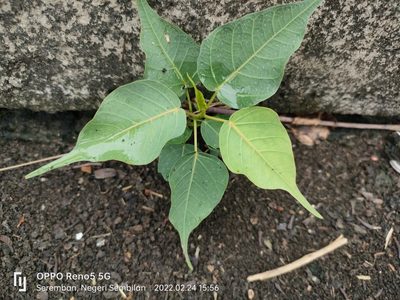 Ficus religiosa, photographed by Ong Jyh Seng