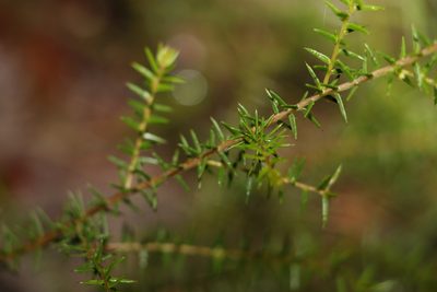 Acacia ulicifolia, photographed by Greg Tasney