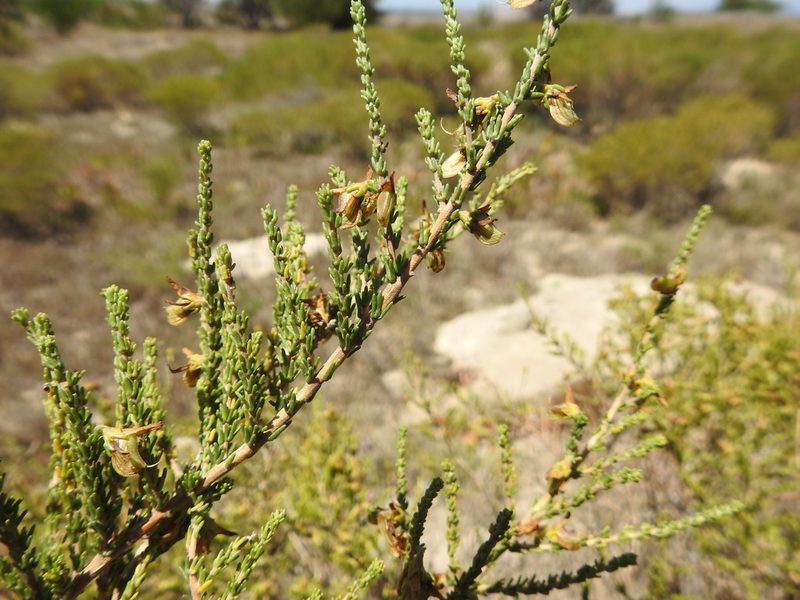 Aspalathus recurva, photographed by Paul Emms
