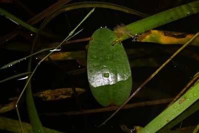 Ottelia ovalifolia, photographed by Greg Tasney