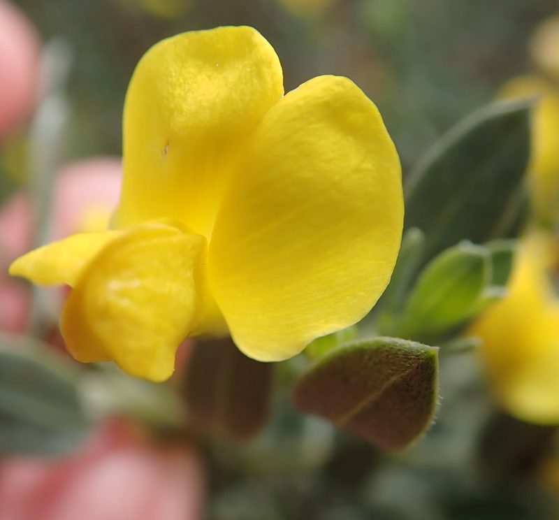 Xiphotheca canescens, photographed by Peter Warren