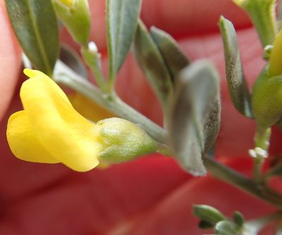 Xiphotheca canescens, photographed by Peter Warren